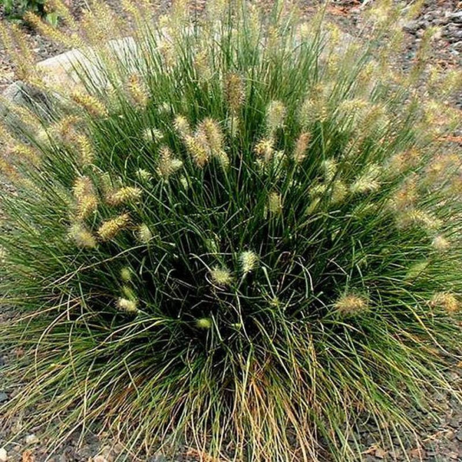 Rozplenica japońska Little Bunny Pennisetum
