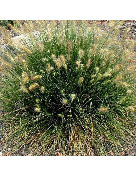 Rozplenica japońska Little Bunny Pennisetum