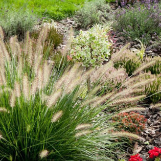 Rozplenica japońska Pennisetum Little Bunny