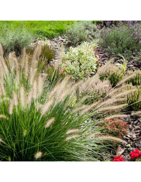 Rozplenica japońska Pennisetum Little Bunny