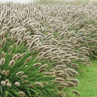 Lady U Pennisetum alopecuroides Rozplenica japońska