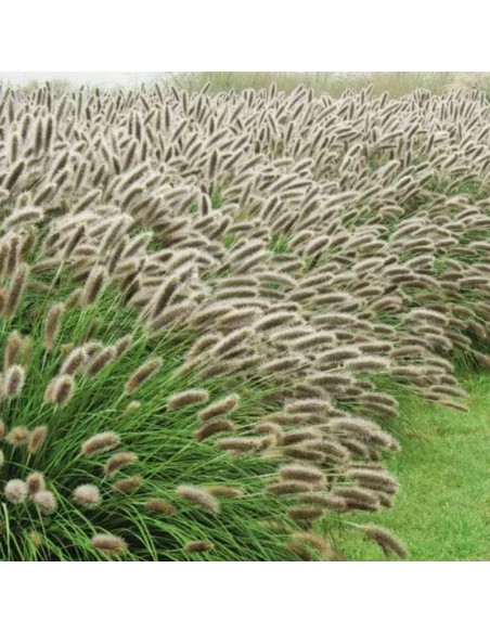 Lady U Pennisetum alopecuroides Rozplenica japońska