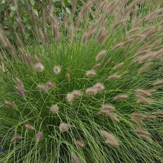 Rozplenica japońska Lady U Pennisetum alopecuroides