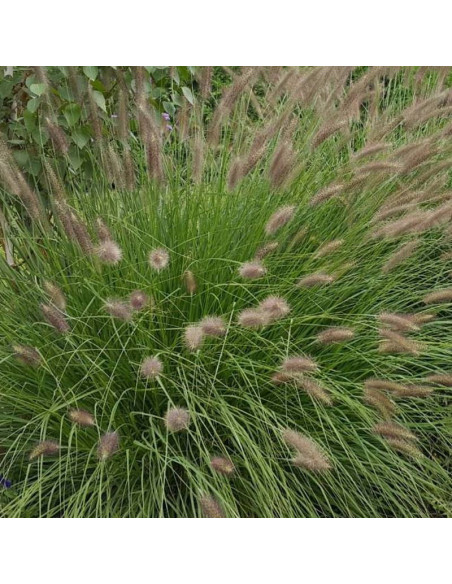 Rozplenica japońska Lady U Pennisetum alopecuroides