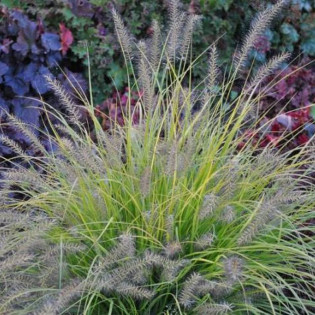 Rozplenica japońska Pennisetum alopecuroides Hameln Gold 2