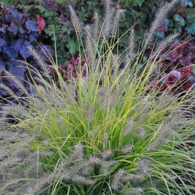Rozplenica japońska Hameln Gold Pennisetum alopecuroides