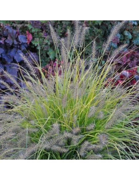 Rozplenica japońska Hameln Gold Pennisetum alopecuroides