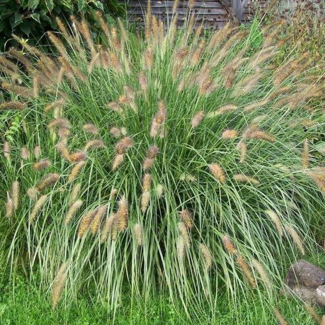 Hameln Gold Pennisetum alopecuroides Rozplenica japońska