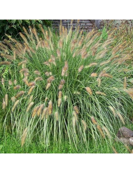 Hameln Gold Pennisetum alopecuroides Rozplenica japońska