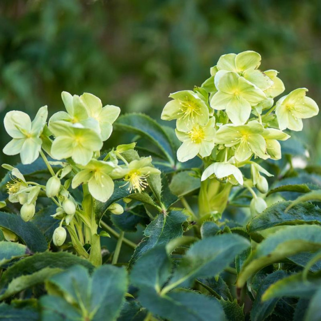 Ciemiernik korsykański Helleborus argutifolius