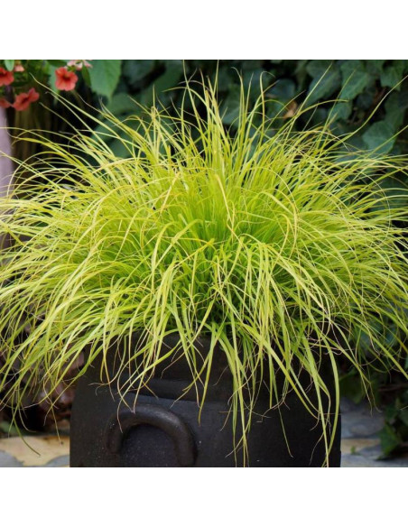 Rozplenica japońska Pennisetum alopecuroides Hameln Gold