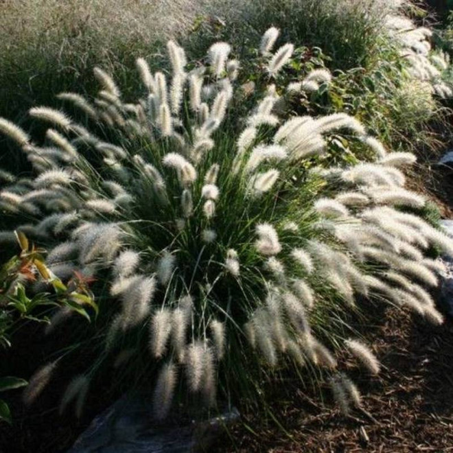 Rozplenica japońska Cassian Pennisetum alopecuroides