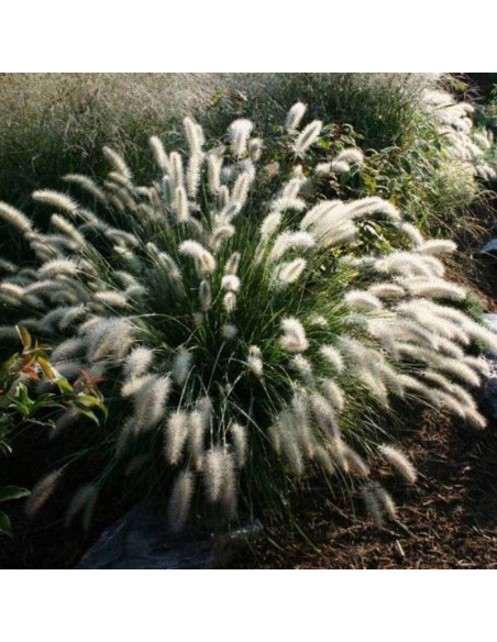 Rozplenica japońska Cassian Pennisetum alopecuroides