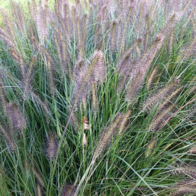 Cassian Pennisetum alopecuroides Rozplenica japońska