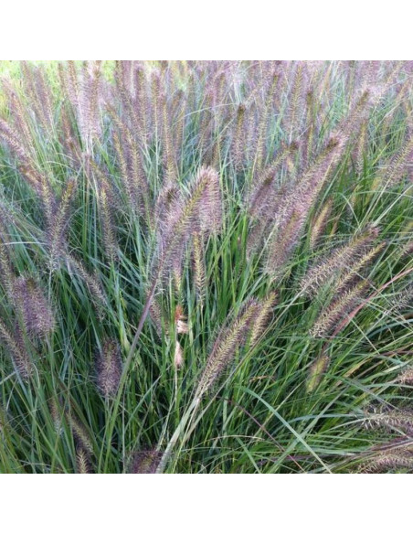 Cassian Pennisetum alopecuroides Rozplenica japońska