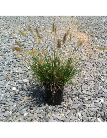 Rozplenica japońska Pennisetum alopecuroides Cassian