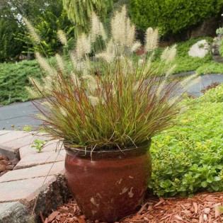 Paul's Giant Pennisetum alopecuroides Piórkówka japońska