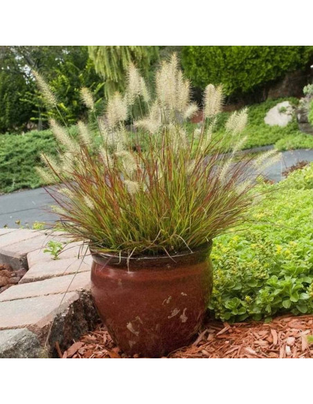 Paul's Giant Pennisetum alopecuroides Piórkówka japońska