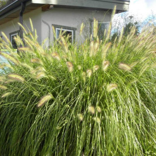 Paul's Giant Pennisetum alopecuroides Piórkówka japońska 2