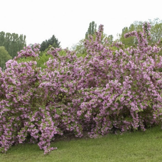 Deutzia purpurascens Żylistek zaróżowiony Kalmiiflora 2