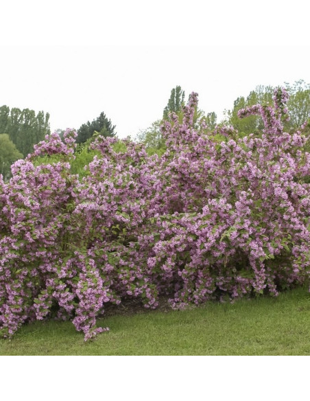 Kalmiiflora Deutzia purpurascens Żylistek zaróżowiony