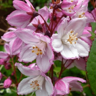 Deutzia purpurascens Żylistek zaróżowiony Kalmiiflora