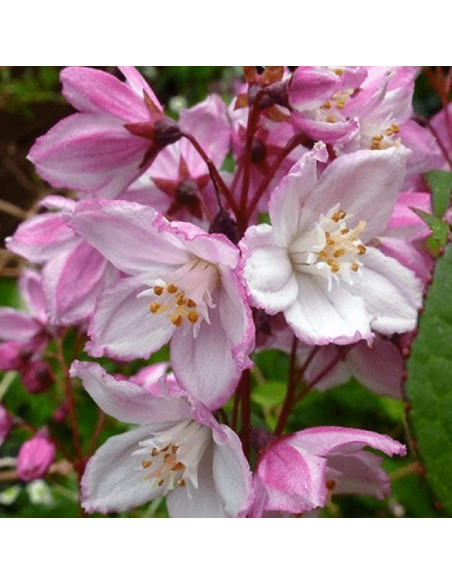 Deutzia purpurascens Żylistek zaróżowiony Kalmiiflora