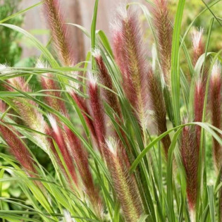 Rozplenica japońska Red Head Pennisetum alopecuroides