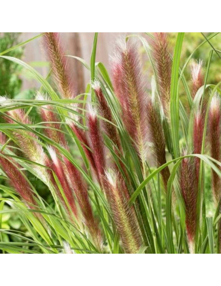 Rozplenica japońska Red Head Pennisetum alopecuroides