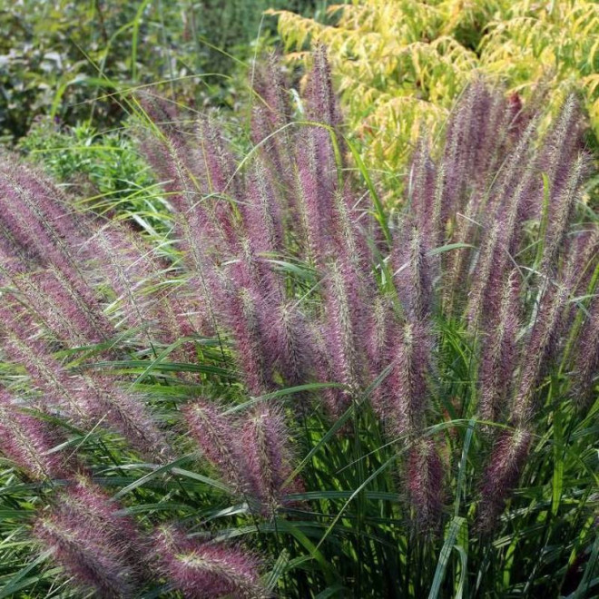 Red Head Pennisetum alopecuroides Rozplenica japońska