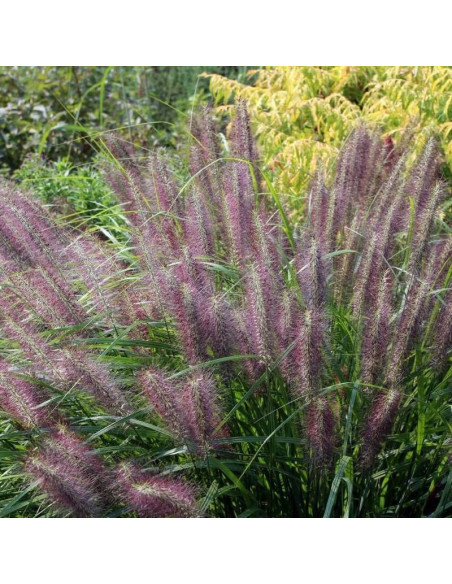 Red Head Pennisetum alopecuroides Rozplenica japońska