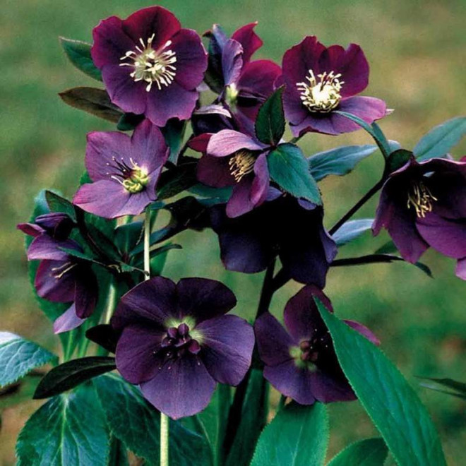 Ciemiernik wschodni Crown Dark Purple Helleborus orientalis