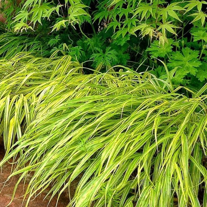 Hakonechloa wysmukła Stripe It Rich Hakonechloa macra