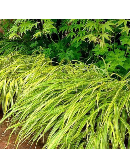 Hakonechloa wysmukła Stripe It Rich Hakonechloa macra
