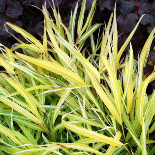 Stripe It Rich Hakonechloa wysmukła Hakonechloa macra 2
