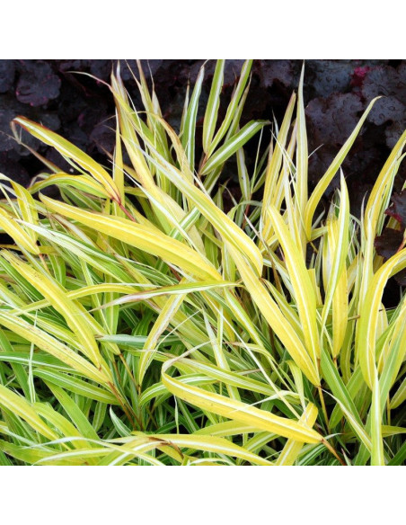 Hakonechloa macra Hakonechloa wysmukła Stripe It Rich