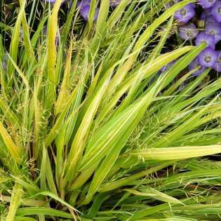 Stripe It Rich Hakonechloa wysmukła Hakonechloa macra