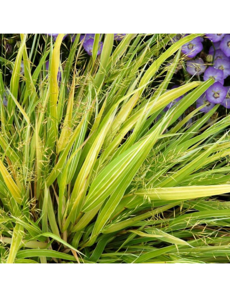 Stripe It Rich Hakonechloa wysmukła Hakonechloa macra