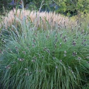 Rozplenica japońska Magic Pennisetum alopecuroides