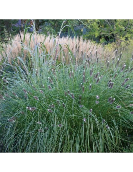 Rozplenica japońska Magic Pennisetum alopecuroides