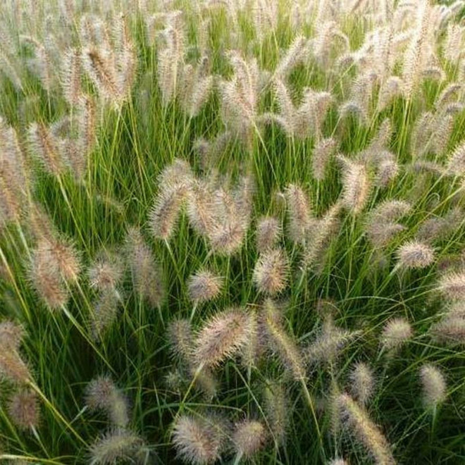 a Magic Pennisetum alopecuroides Rozplenica japońsk