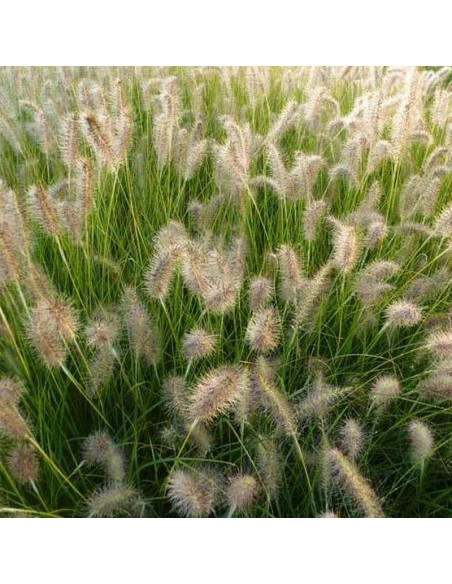 a Magic Pennisetum alopecuroides Rozplenica japońsk