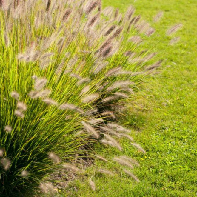 Rozplenica japońska Pennisetum alopecuroides Magic
