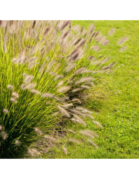 Rozplenica japońska Pennisetum alopecuroides Magic