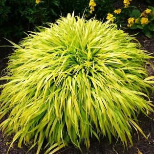All Gold Hakonechloa smukła Hakonechloa macra