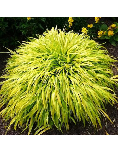 All Gold Hakonechloa smukła Hakonechloa macra