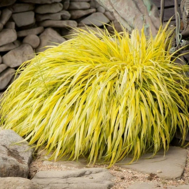 All Gold Hakonechloa macra Hakonechloa smukła