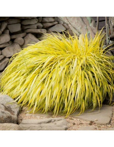 All Gold Hakonechloa macra Hakonechloa smukła