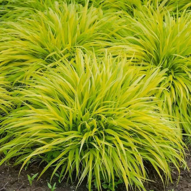 Hakonechloa macra Hakonechloa smukła All Gold