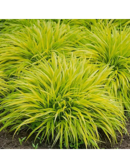 Hakonechloa macra Hakonechloa smukła All Gold